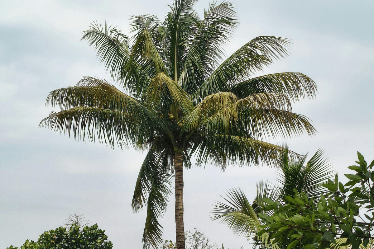 Cocos nucifera.png